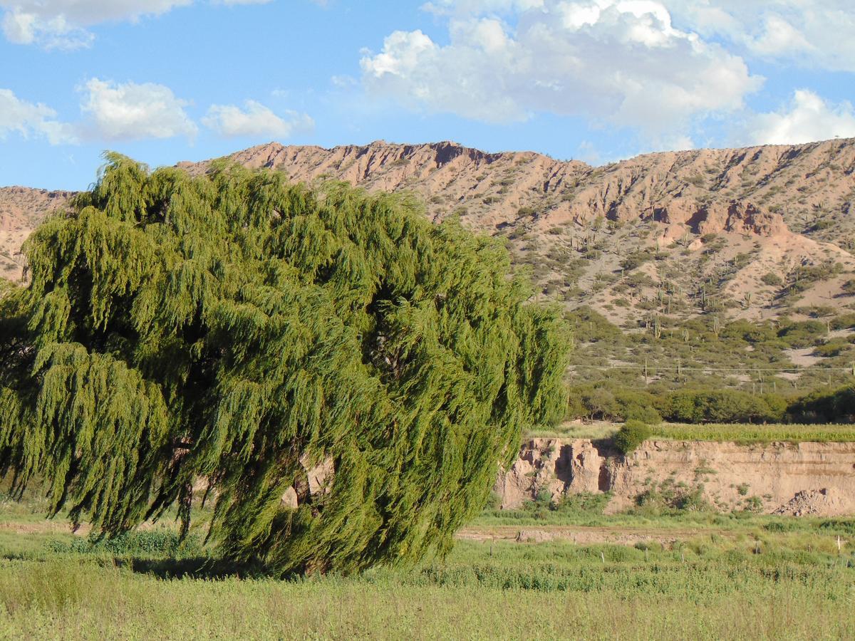 El Churqui Humahuaca Esterno foto