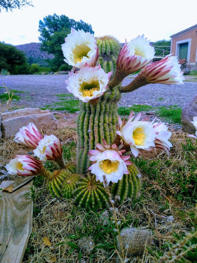 El Churqui Humahuaca Esterno foto
