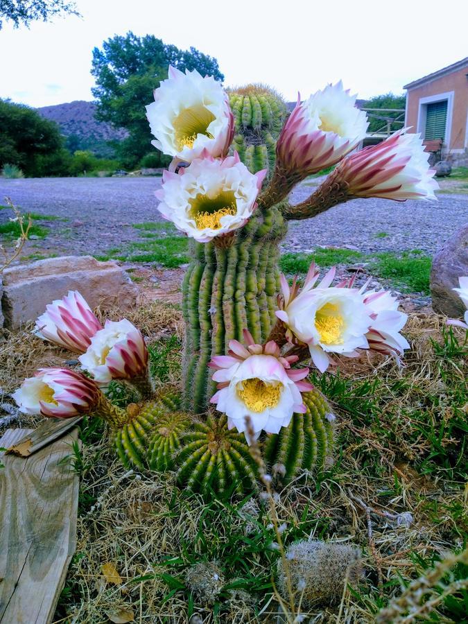 El Churqui Villa Humahuaca Esterno foto